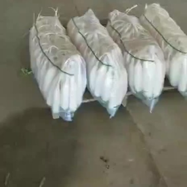 陕北白萝卜