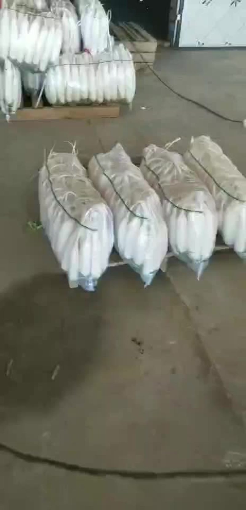 陕北白萝卜