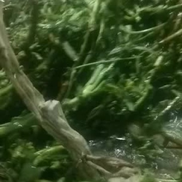 救心菜