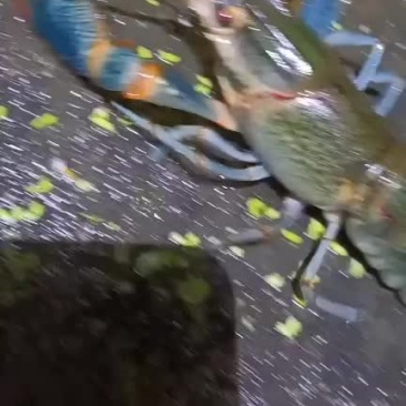 澳洲淡水龙虾