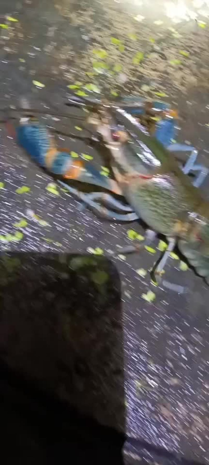 澳洲淡水龙虾