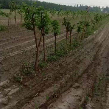 桑葚树苗，占地用，种植用