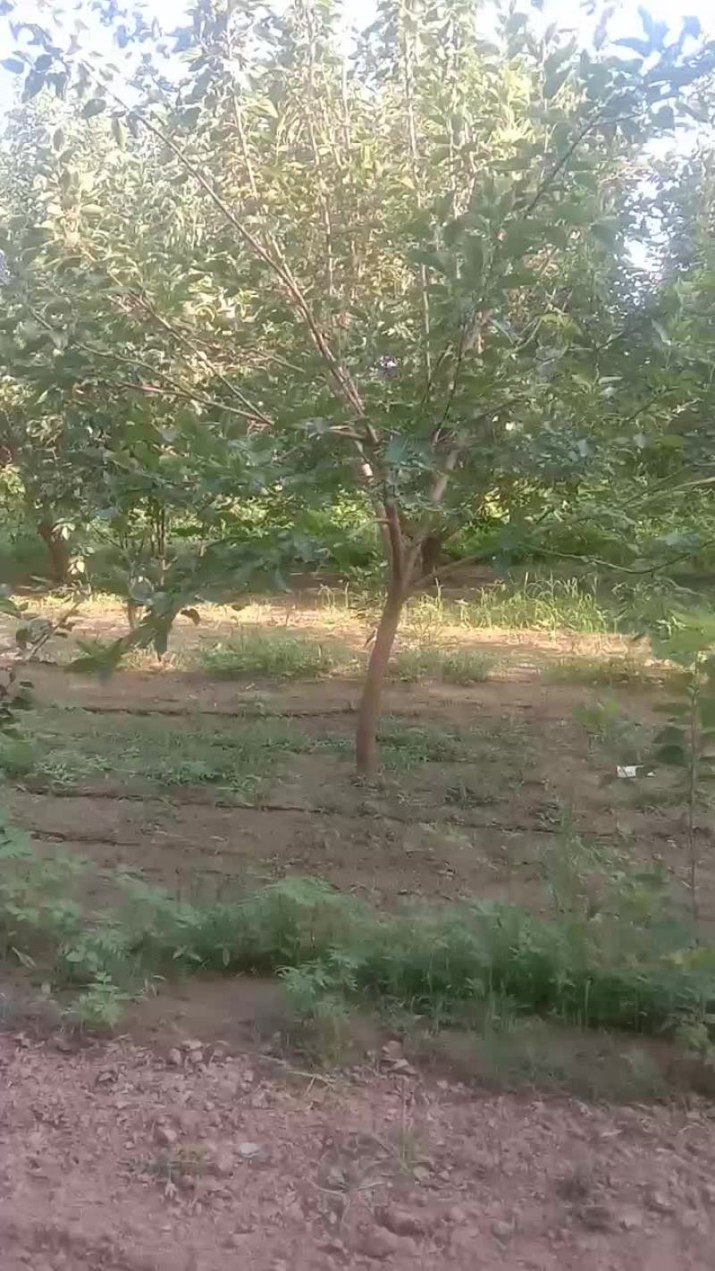 桑葚树苗，占地用，种植用