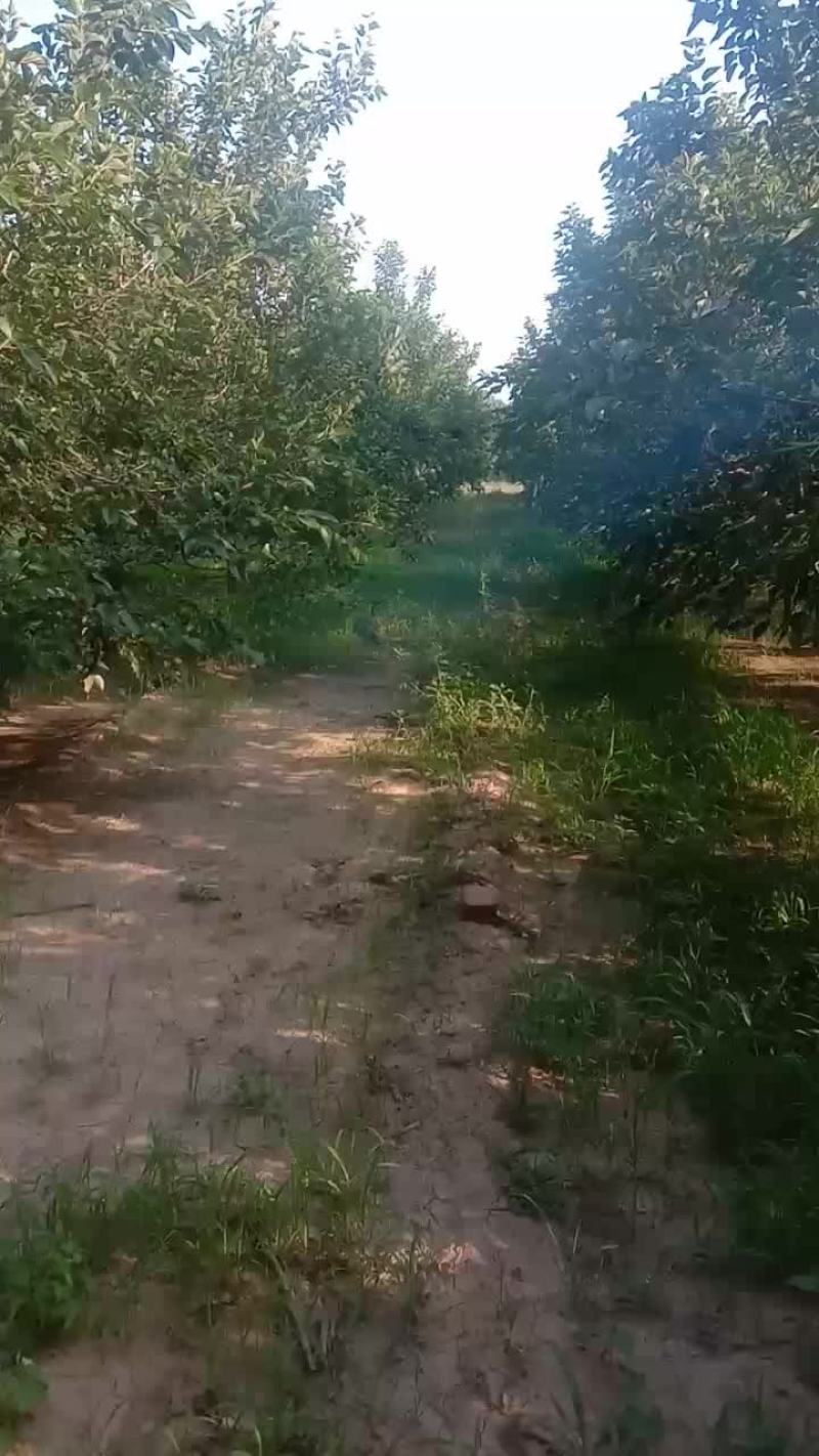 桑葚树苗，占地用，种植用