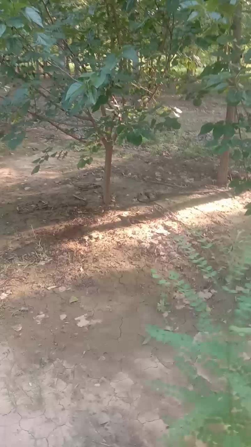 桑葚树苗，占地用，种植用