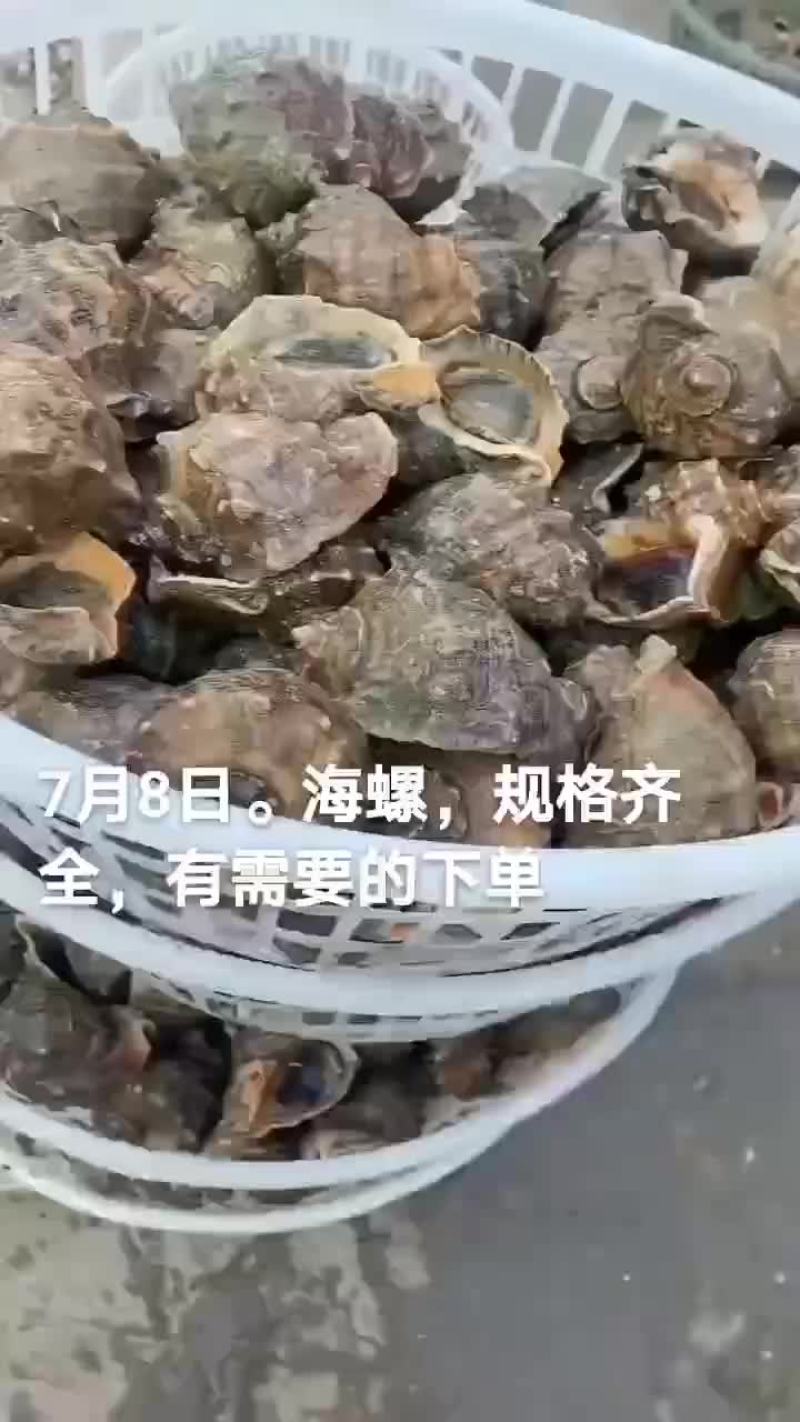 海螺