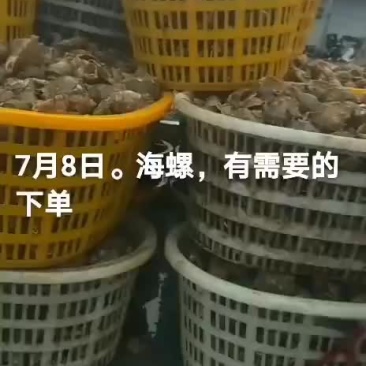 海螺