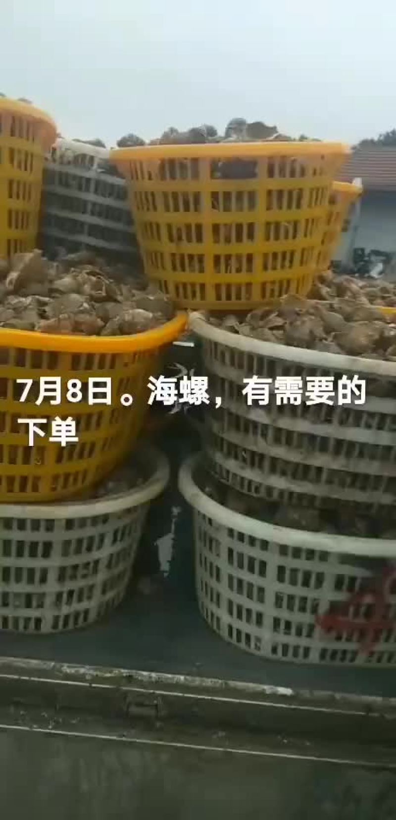 海螺