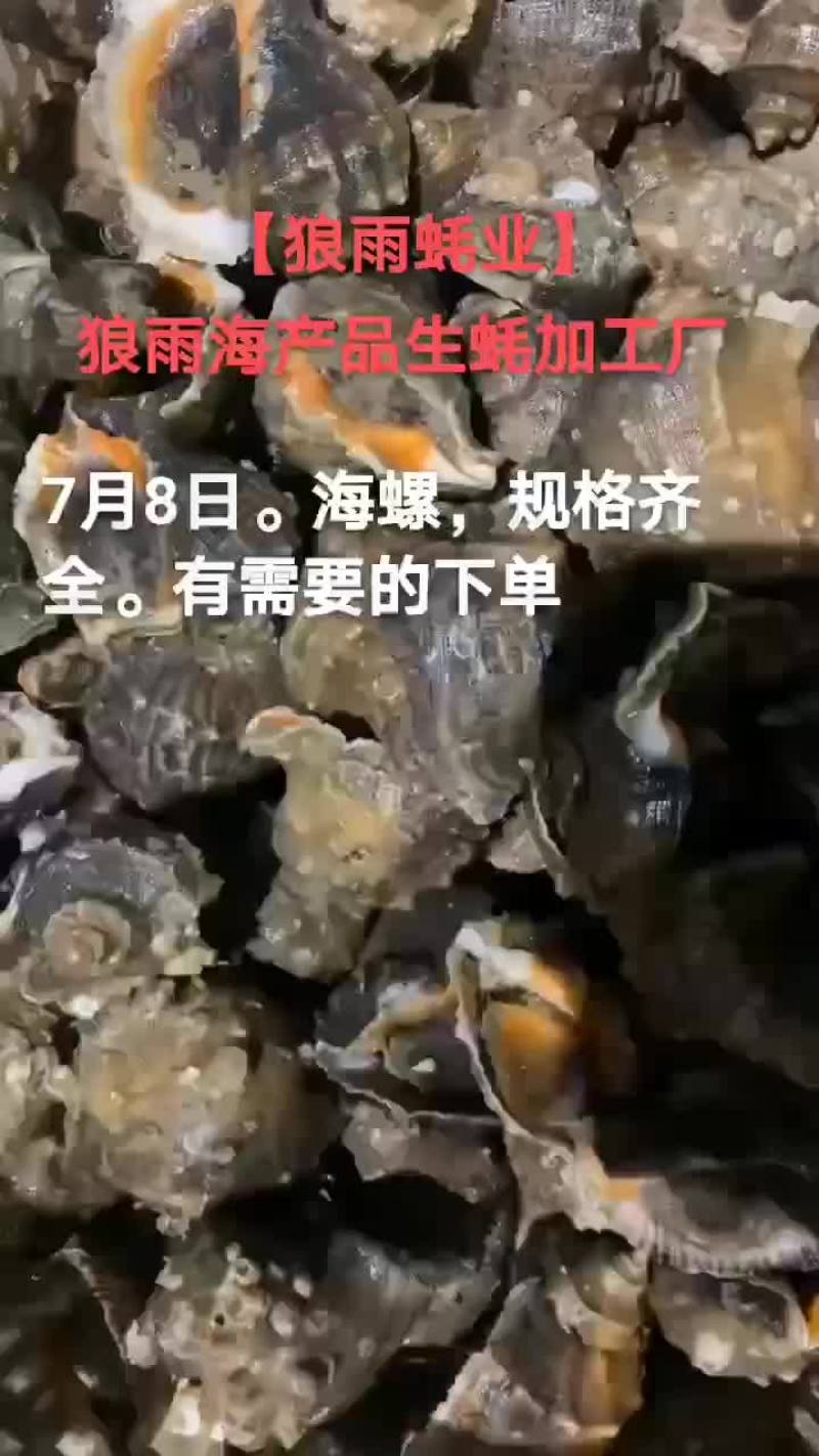 海螺