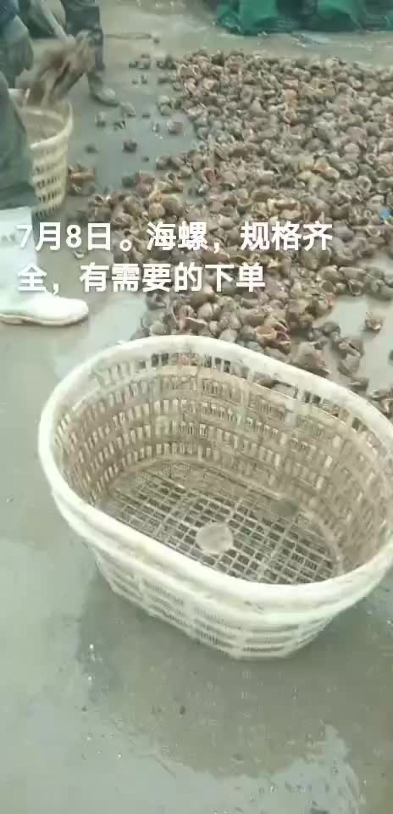 海螺