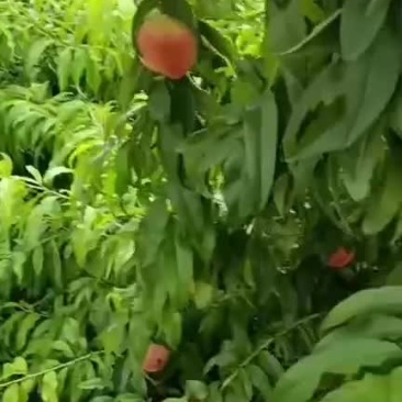 红夏楸