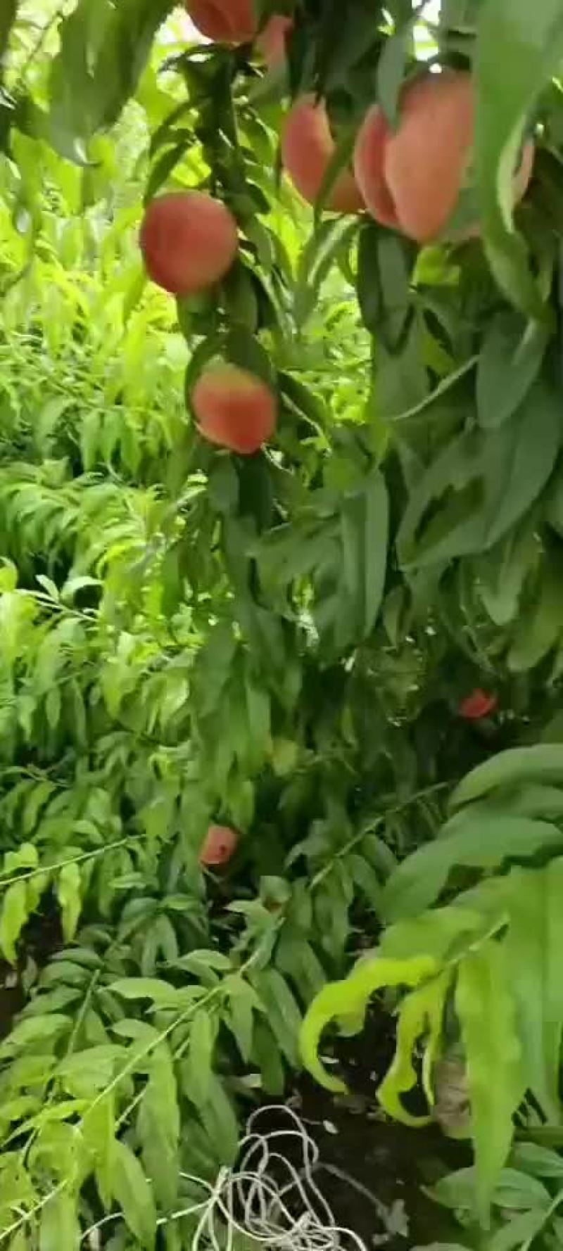 红夏楸