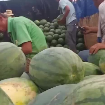 百亩沙地西瓜