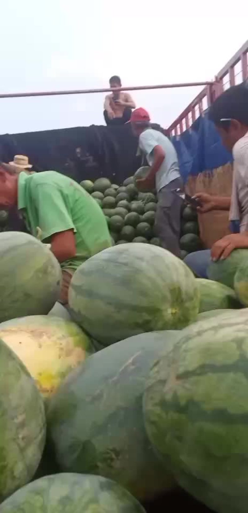 百亩沙地西瓜
