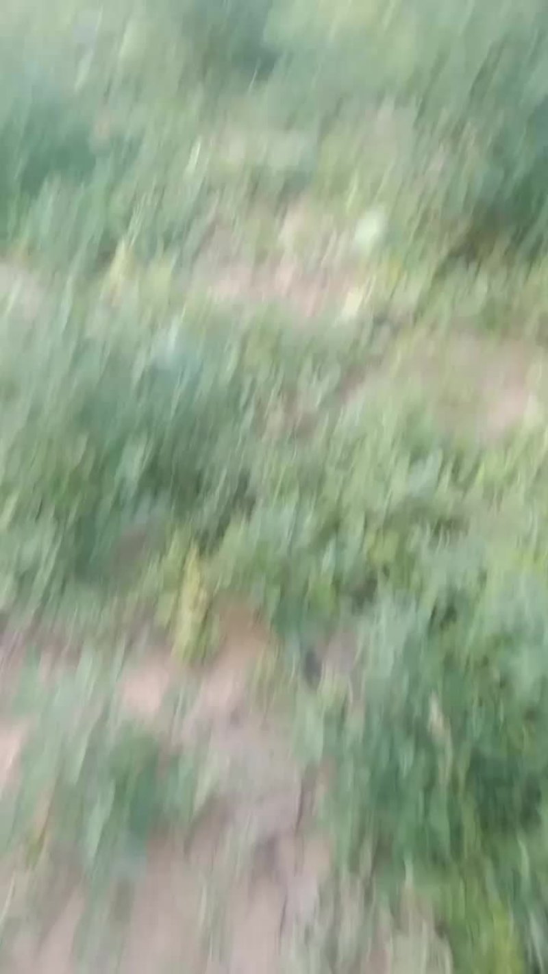 百亩沙地西瓜