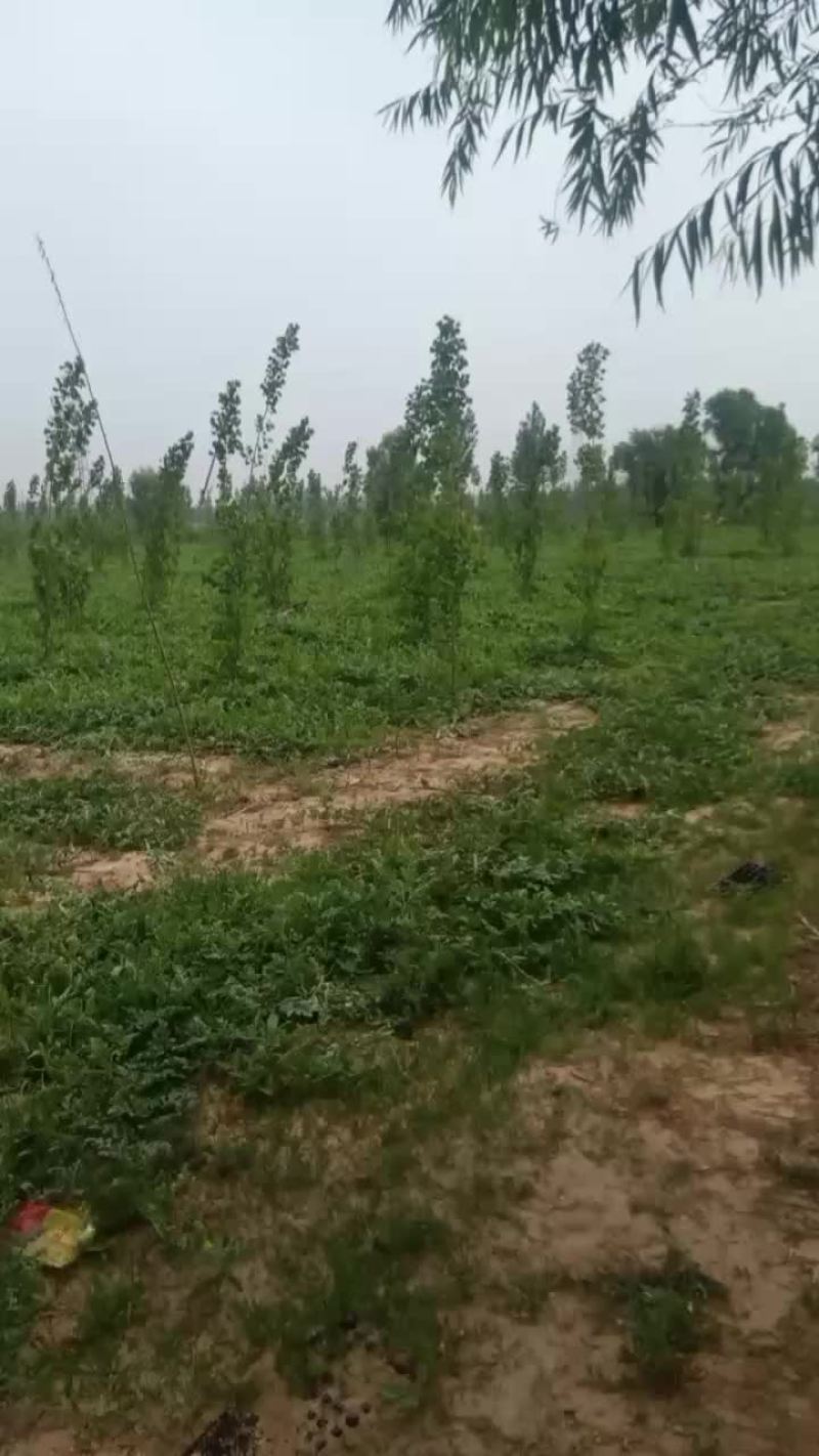 百亩沙地西瓜