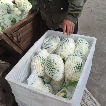 产地直发精品有机花菜