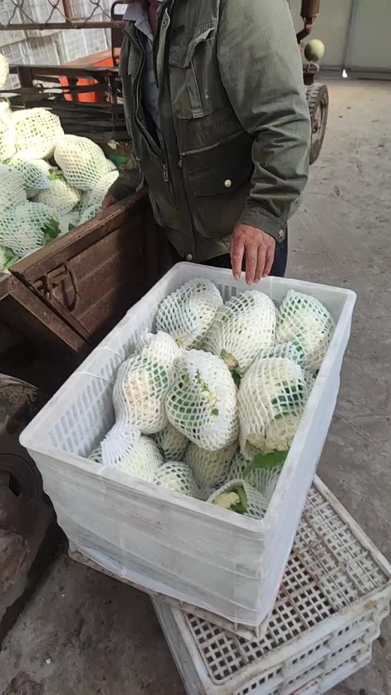 产地直发精品有机花菜