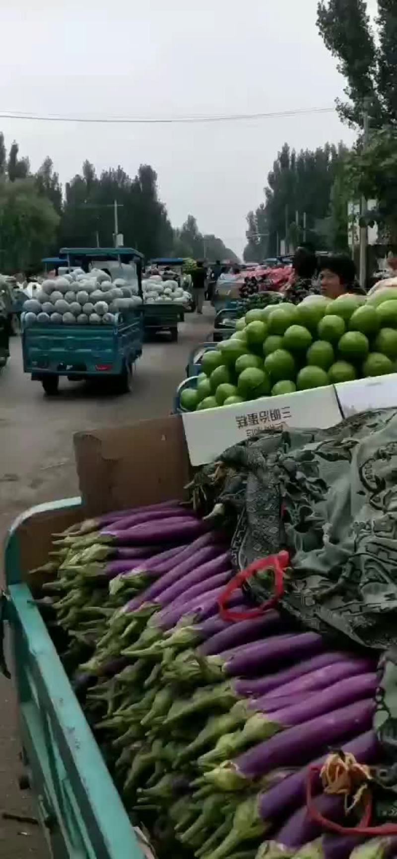 绿茄子