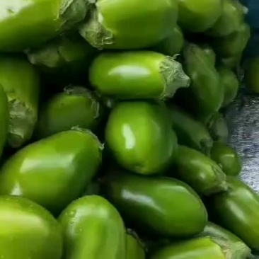 绿茄子