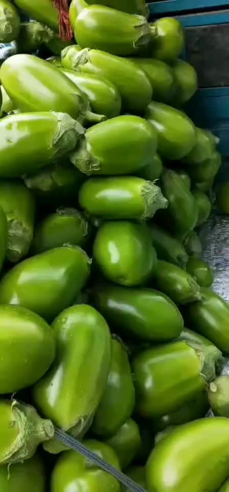 绿茄子