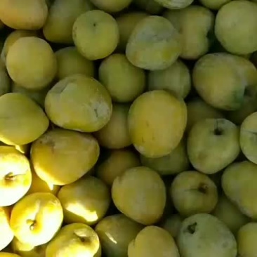 黄金奈李