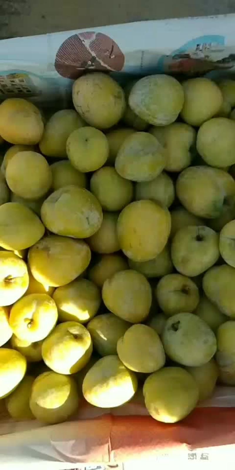 黄金奈李