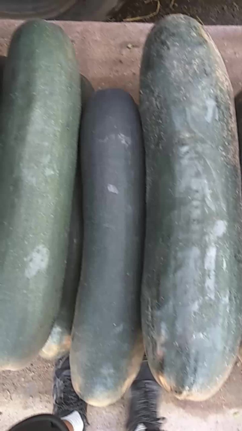 吊冬瓜