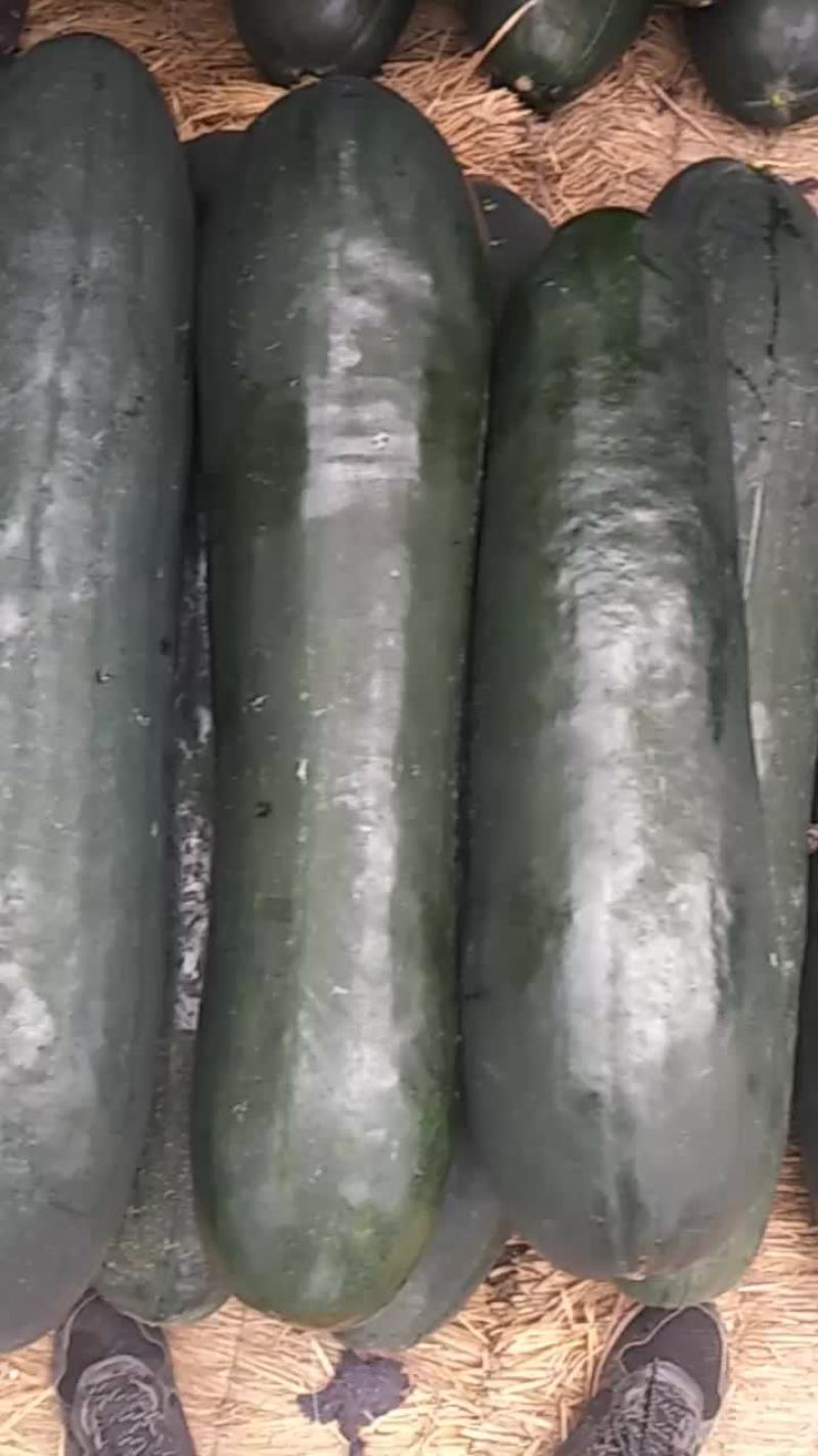 吊冬瓜