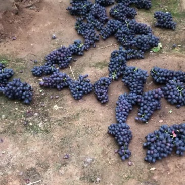 产地葡萄🍇玫瑰香