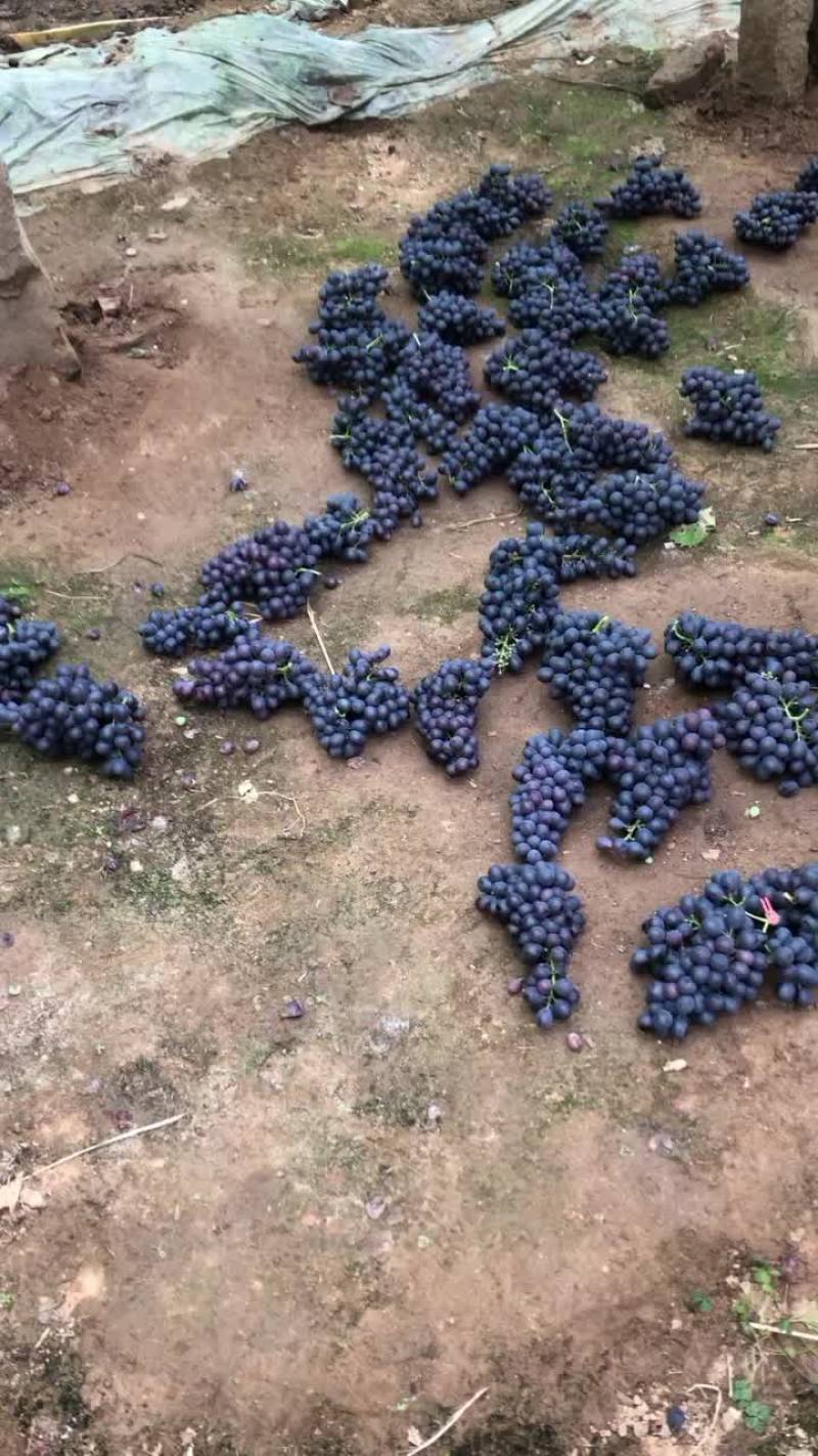产地葡萄🍇玫瑰香