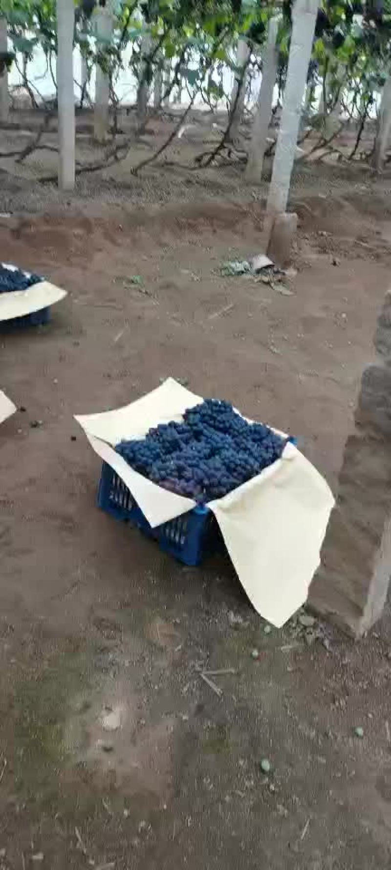 产地葡萄🍇玫瑰香