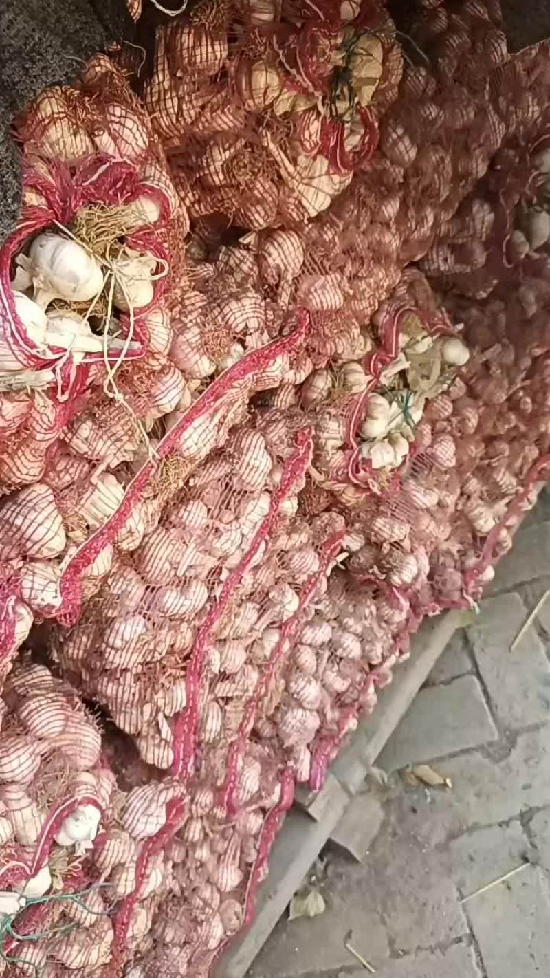大蒜