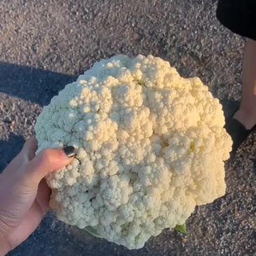 大量精品有机花菜上市，面白花型好，2左右
