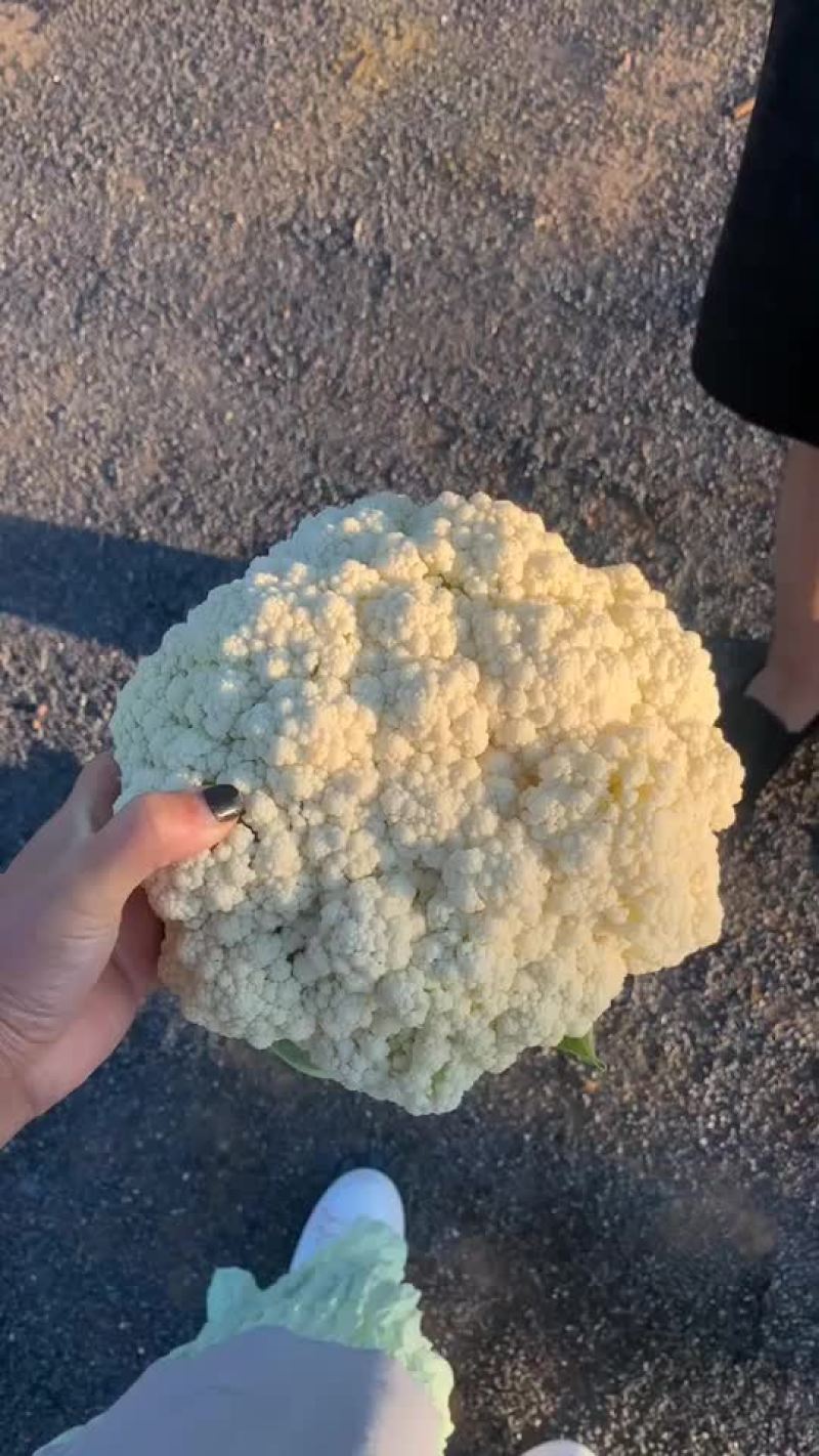 大量精品有机花菜上市，面白花型好，2左右