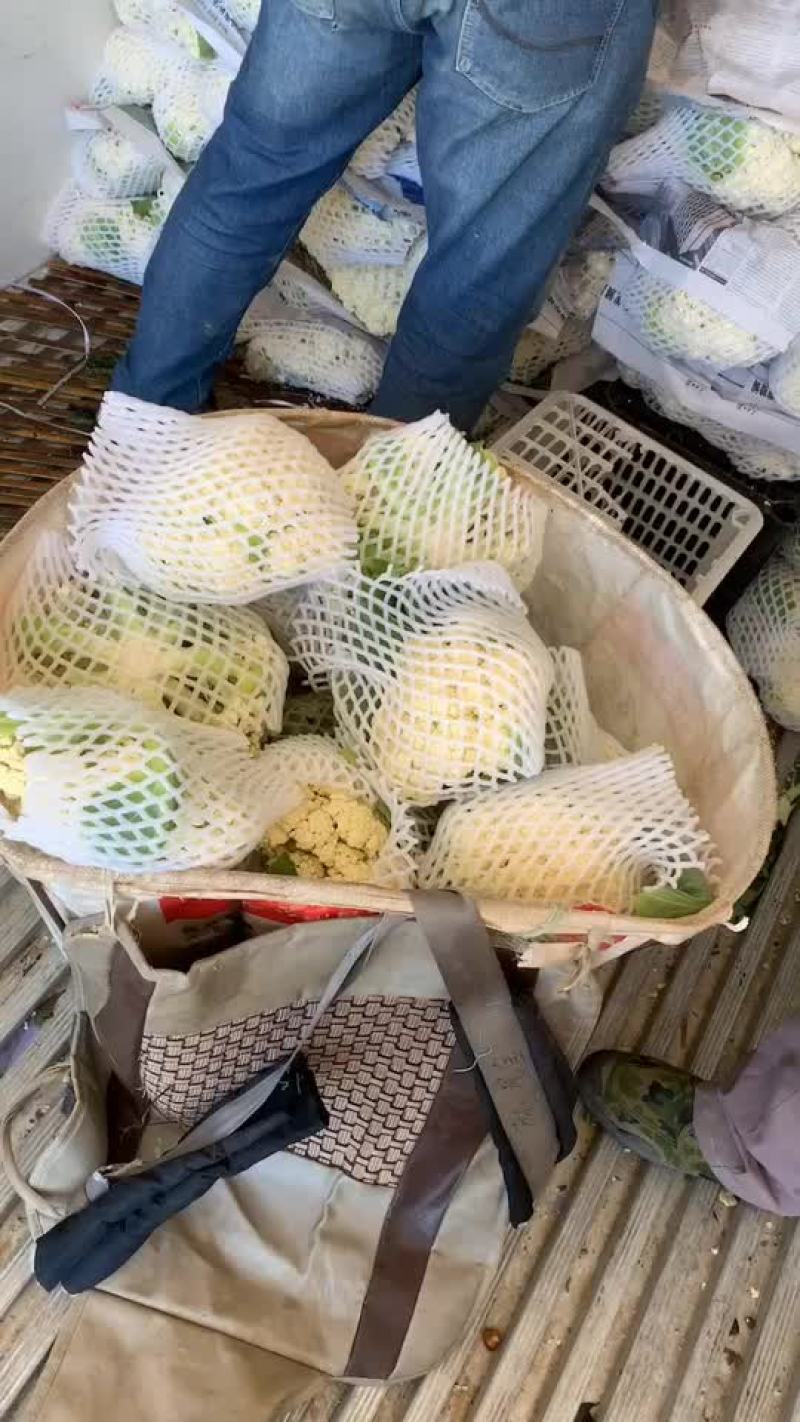 大量精品有机花菜上市，面白花型好，2左右