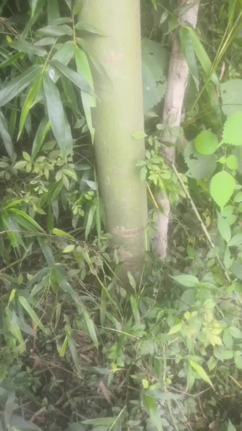 青桐树，杂木，板条，板材，板皮