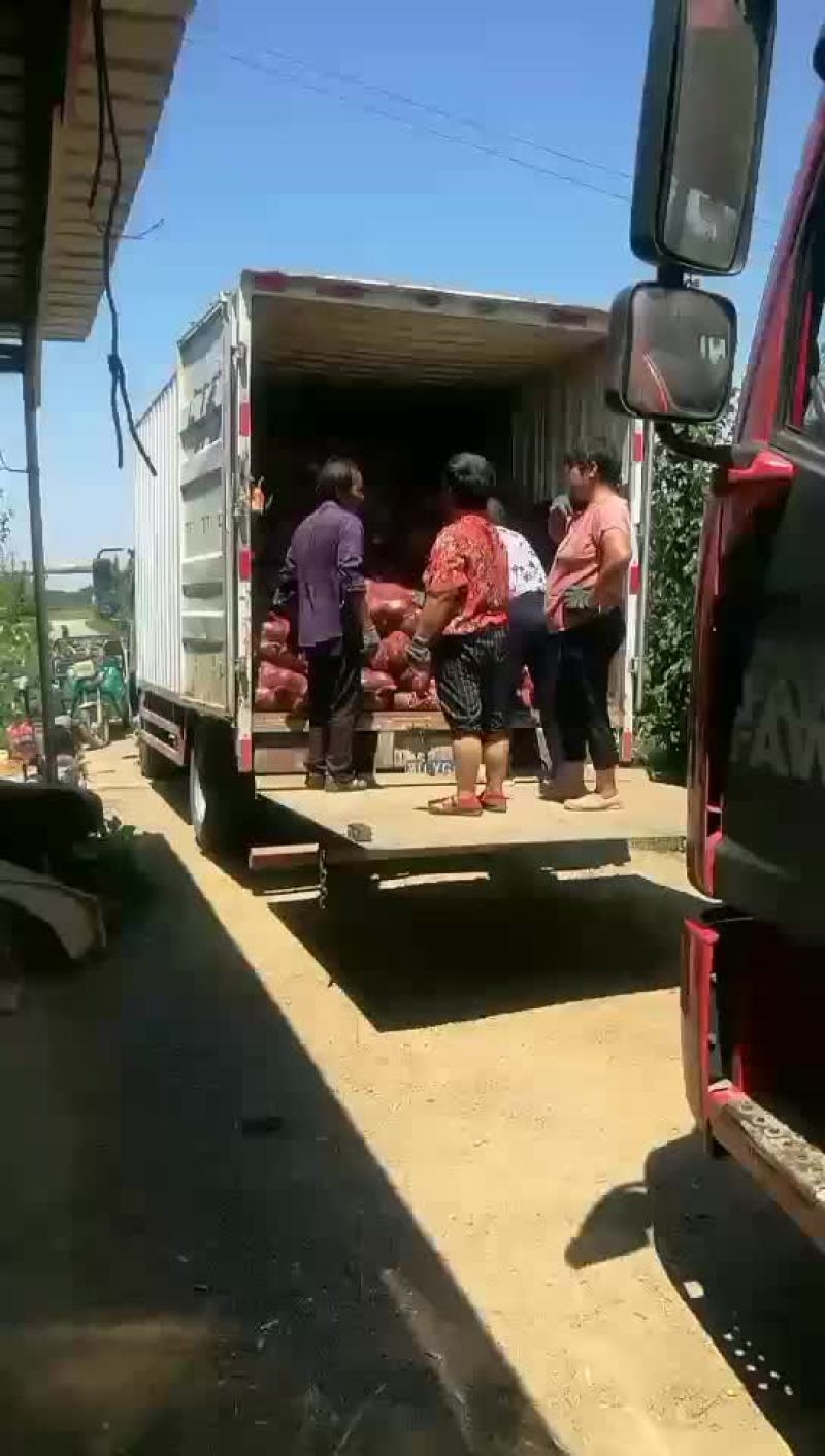 板栗南瓜。