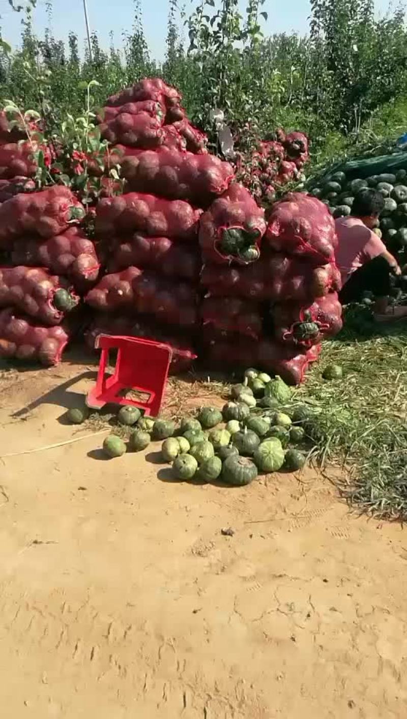板栗南瓜。