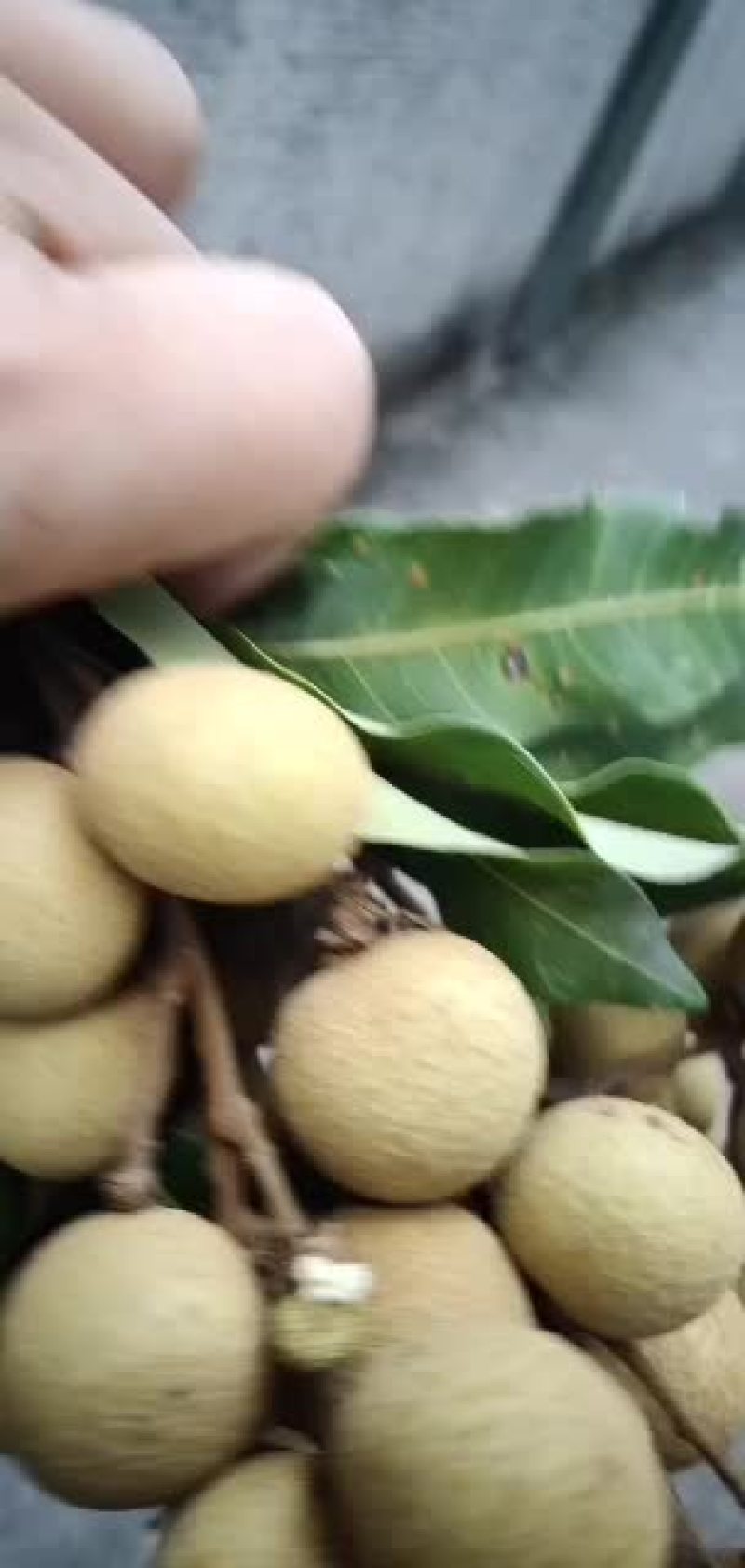 古山龙眼快上市了