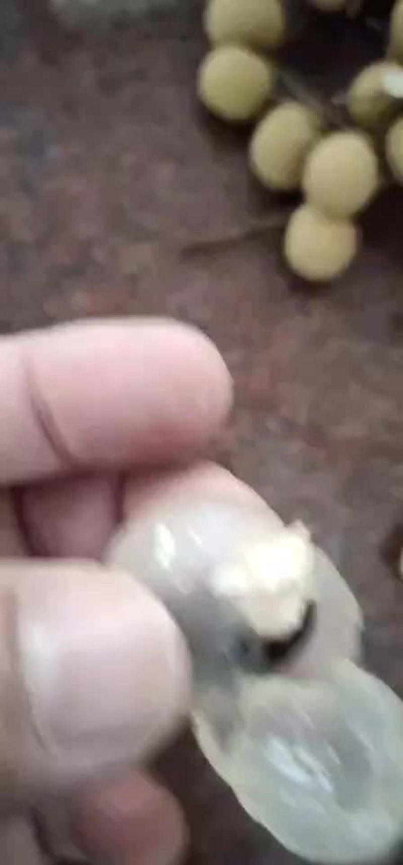 古山龙眼快上市了