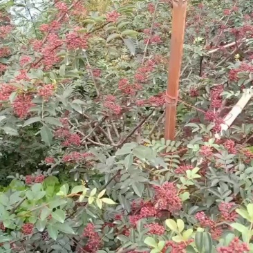 新鲜汉源贡椒大量上市，欢迎釆购