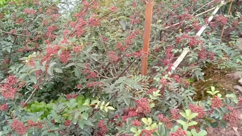 新鲜汉源贡椒大量上市，欢迎釆购