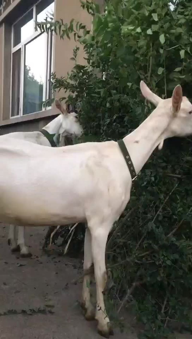 羊