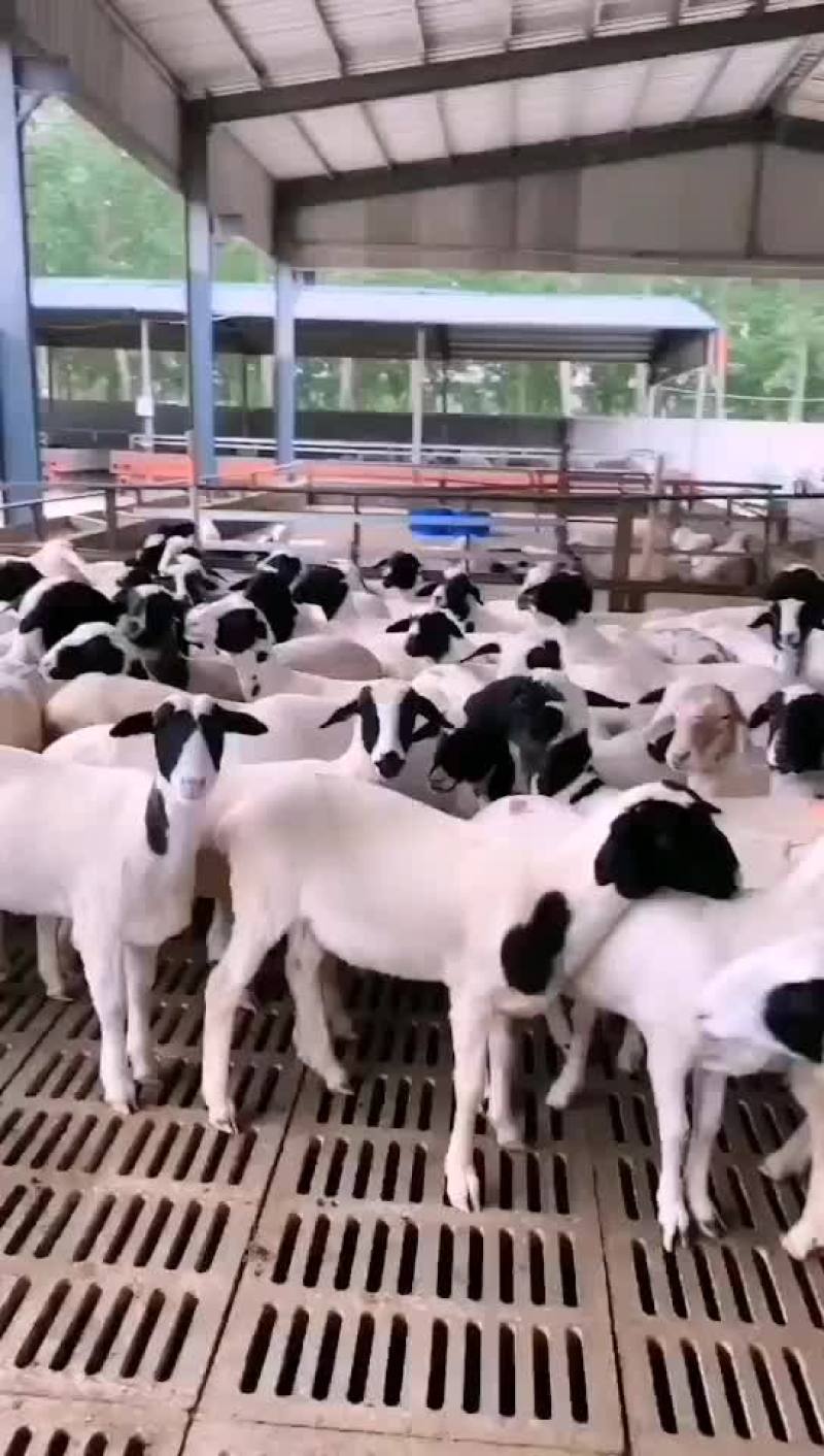 羊
