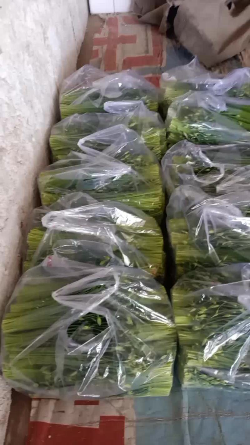 精品韭苔大量上市