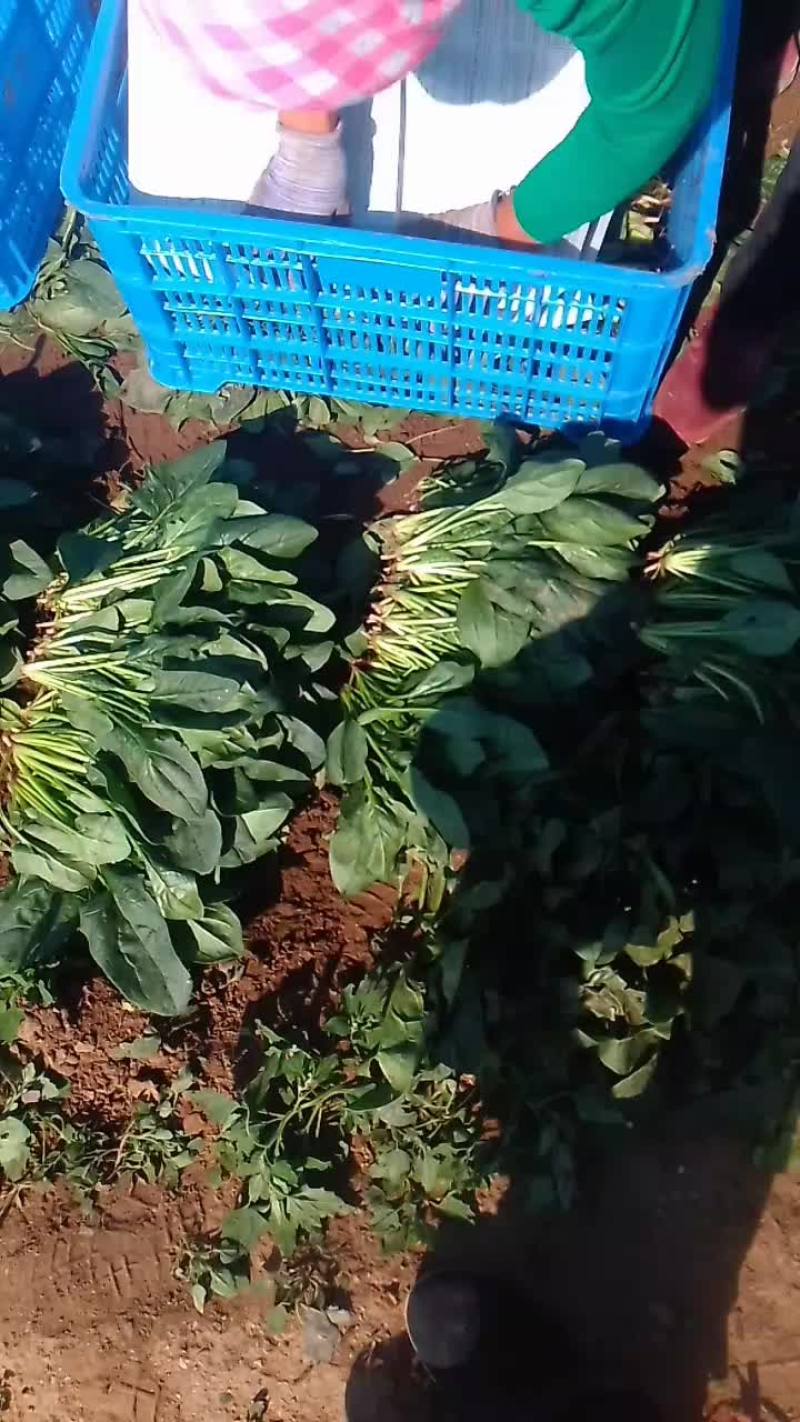 黑苗菠菜