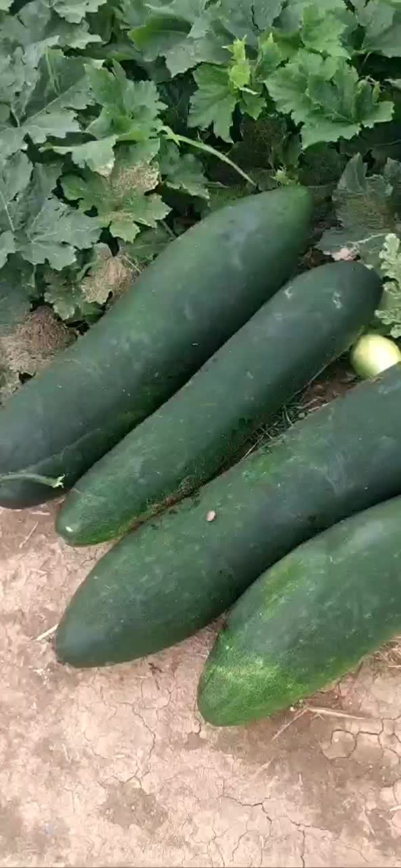 冬瓜