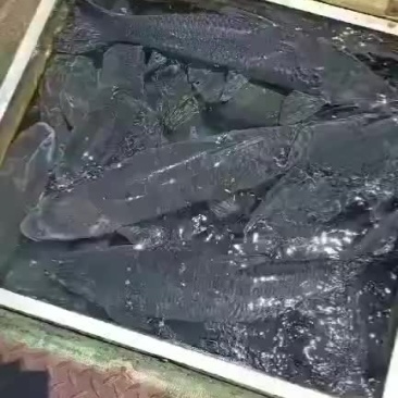 大青鱼。