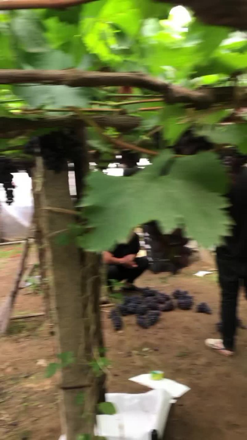 产地葡萄🍇玫瑰香